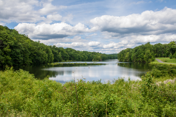 Photo of Restoring Healthy Wildlife Habitats